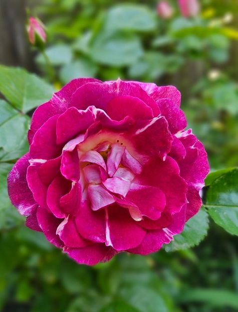 18 Let's Celebrate - Trandafiri 2023 3 2024