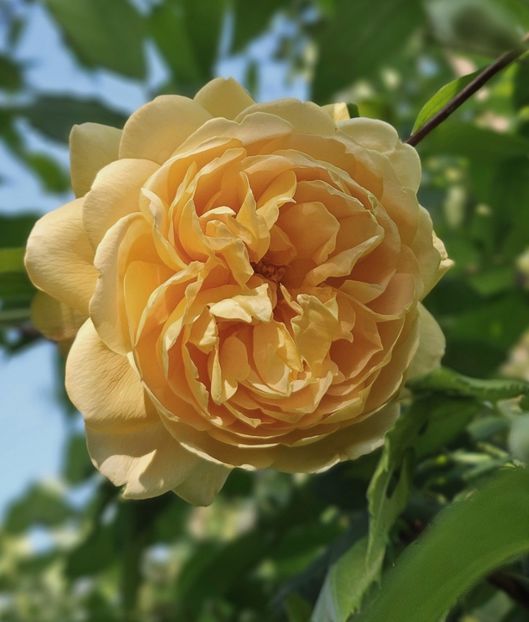 19 - Trandafiri 2023 3 2024