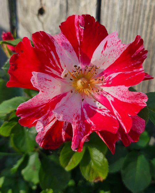  - Trandafiri 2023 3 2024