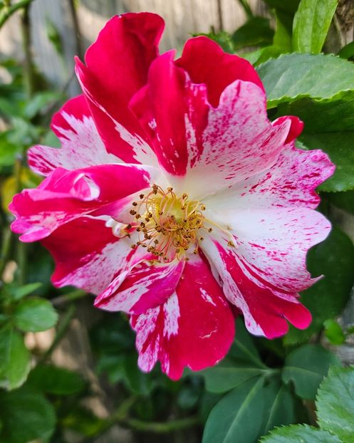  - Trandafiri 2023 3 2024