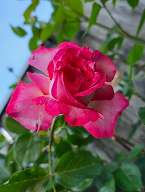  - Trandafiri 2023 3 2024