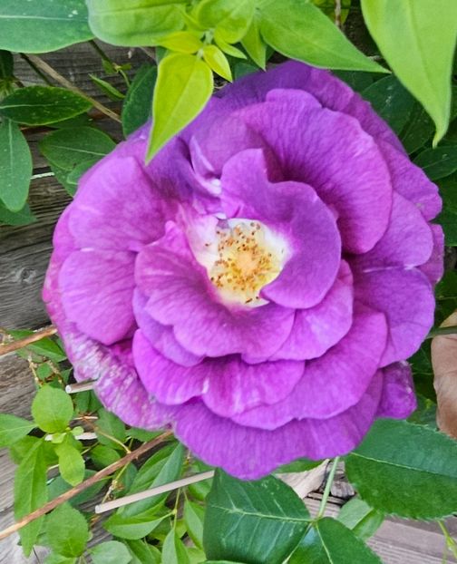  - Trandafiri 2023 3 2024