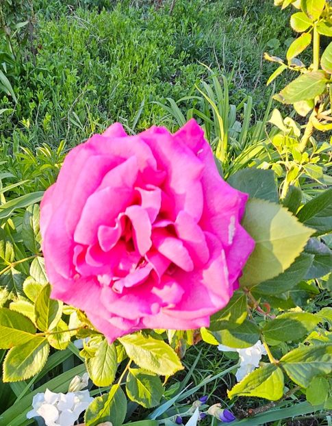  - Trandafiri 2023 3 2024