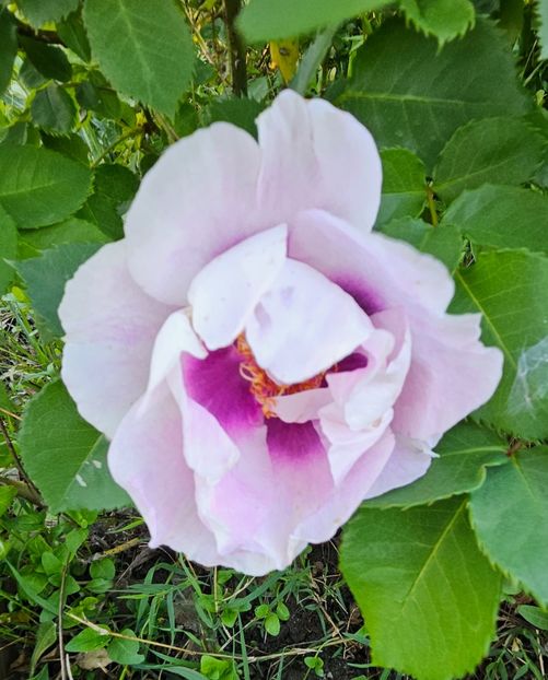 20 Eyes for you - Trandafiri 2023 3 2024