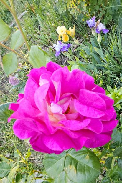 21 Outta - Trandafiri 2023 3 2024