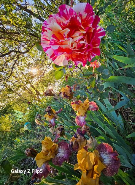 22 Maurice Utrillo - Trandafiri 2023 3 2024