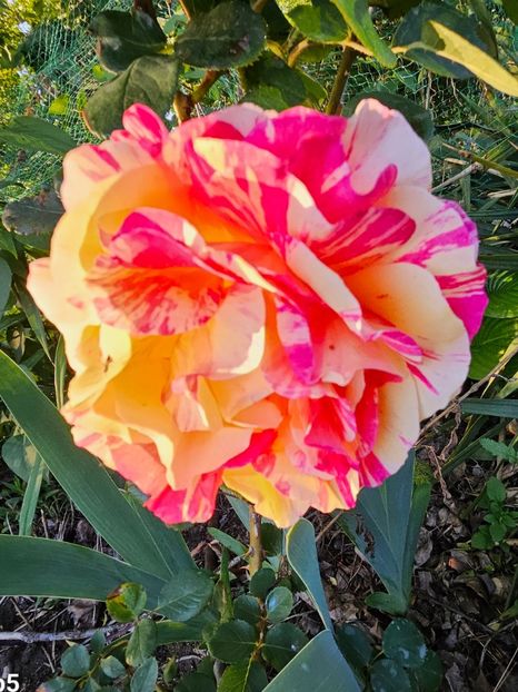 22 - Trandafiri 2023 3 2024