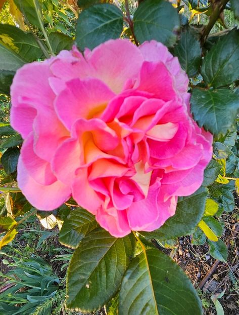 23 Pink Paradise - Trandafiri 2023 3 2024