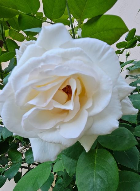 4 - Trandafiri 2023 3 2024