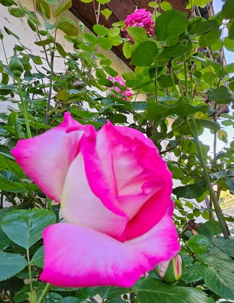 25 - Trandafiri 2023 3 2024