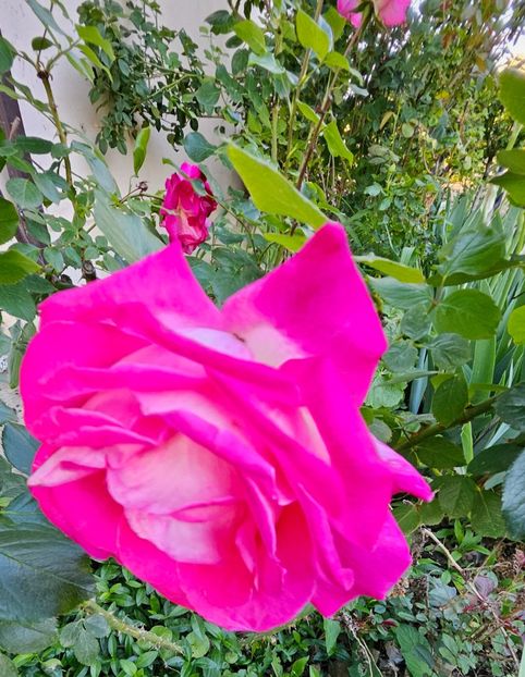 25 - Trandafiri 2023 3 2024