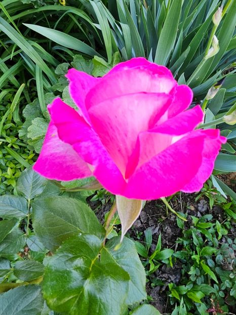 26 - Trandafiri 2023 3 2024