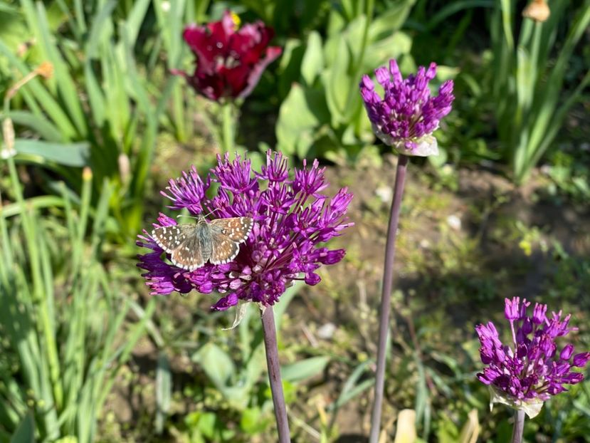  - 002 Grădina 2024 1