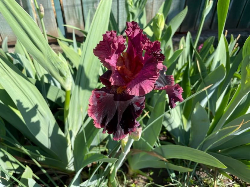  - 002 Grădina 2024 1