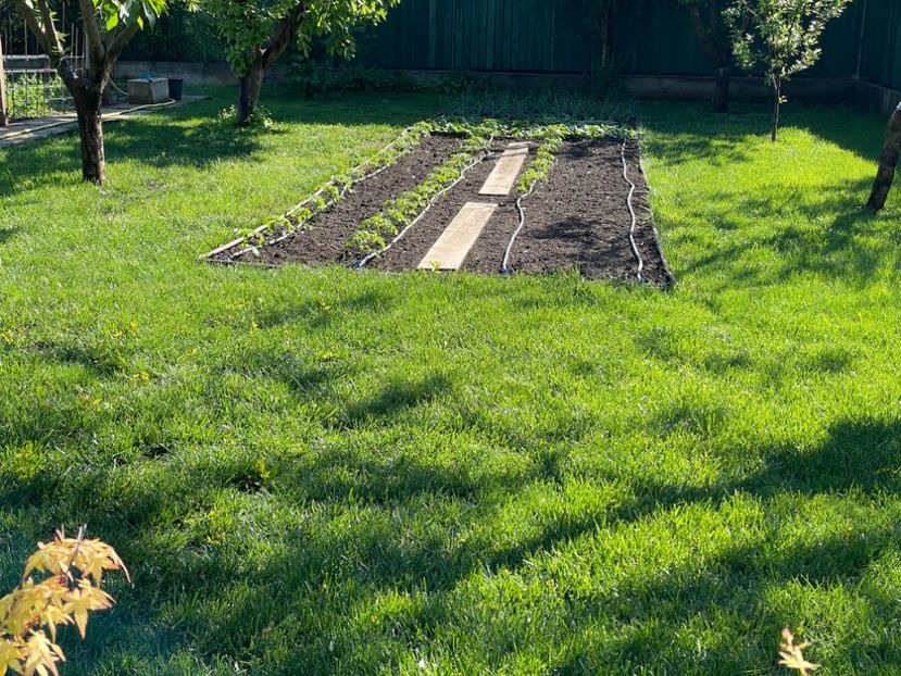  - 001 Gradina de legume 2023-2024-2025