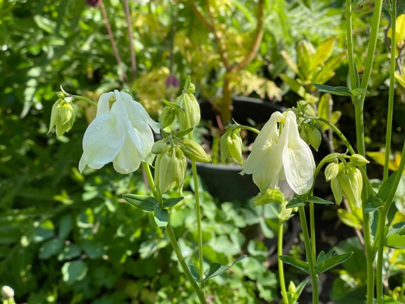  - 002 Grădina 2024 1