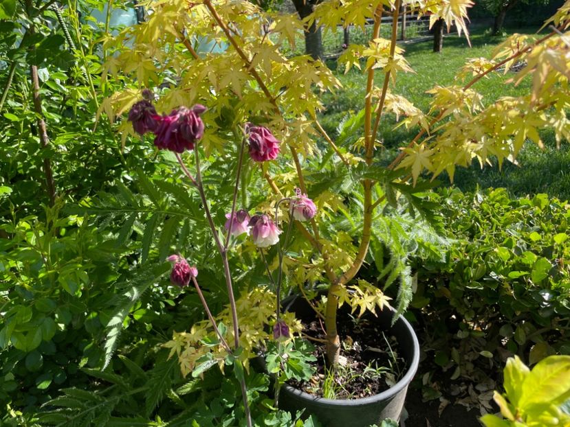  - 002 Grădina 2024 1