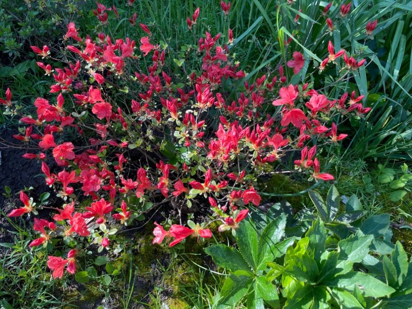  - 002 Grădina 2024 1