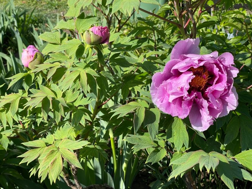  - 002 Grădina 2024 1