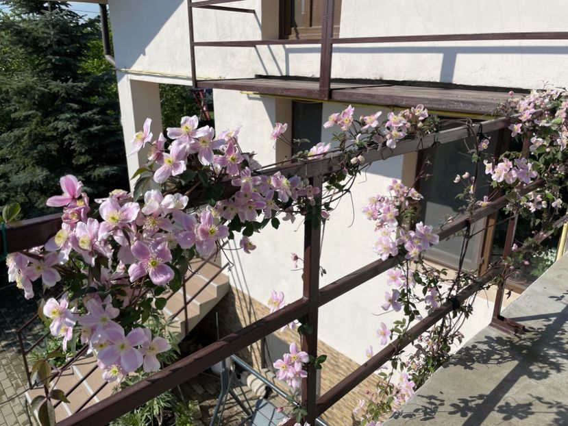  - 002 Grădina 2024 1