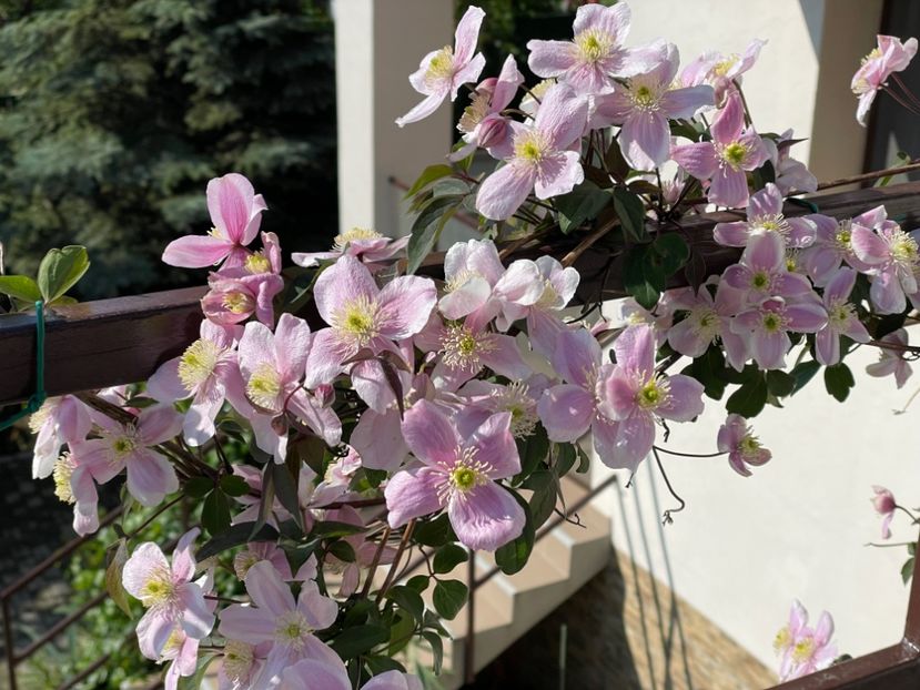  - 002 Grădina 2024 1