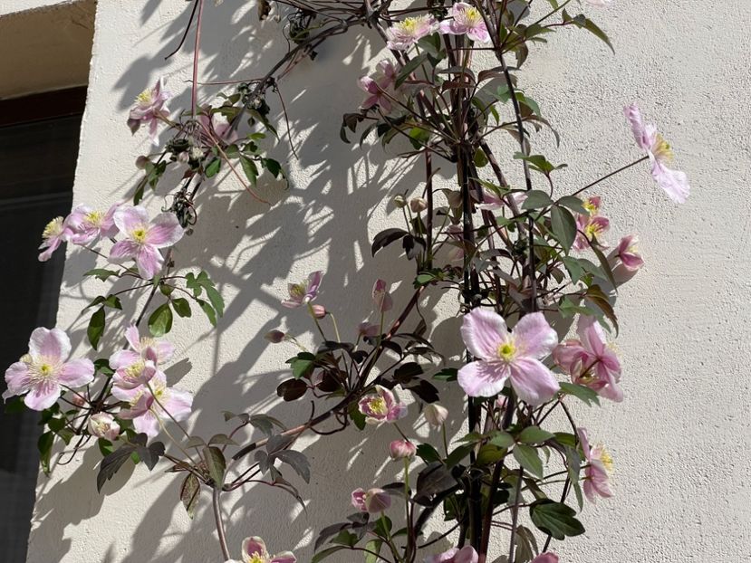  - 002 Grădina 2024 1