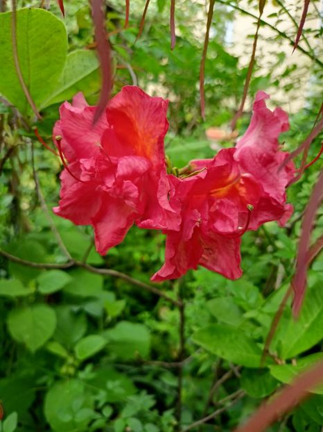  - Grădina 2024 continuare 1