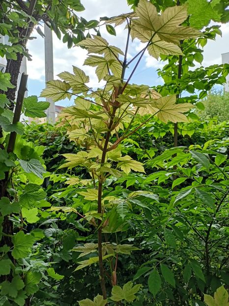 Esk Sunset - Grădina 2024 continuare 1