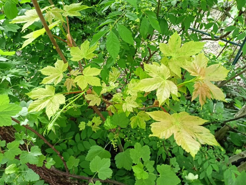  - Grădina 2024 continuare 1