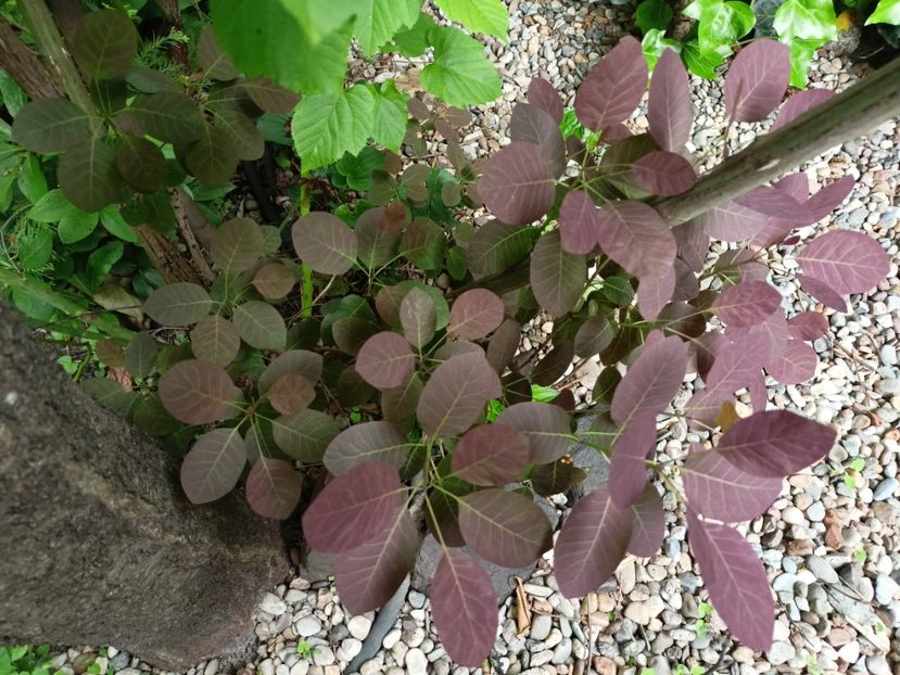 Cotinus Royal Purple - Grădina 2024 continuare 1