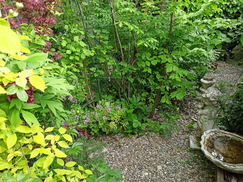  - Grădina 2024 continuare 1