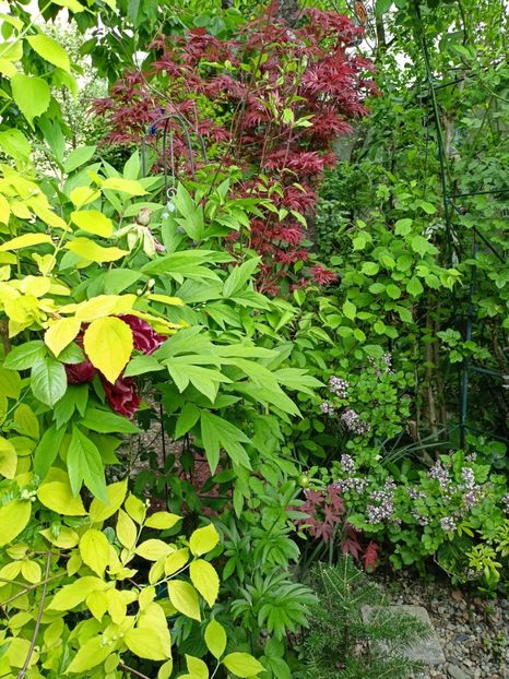  - Grădina 2024 continuare 1