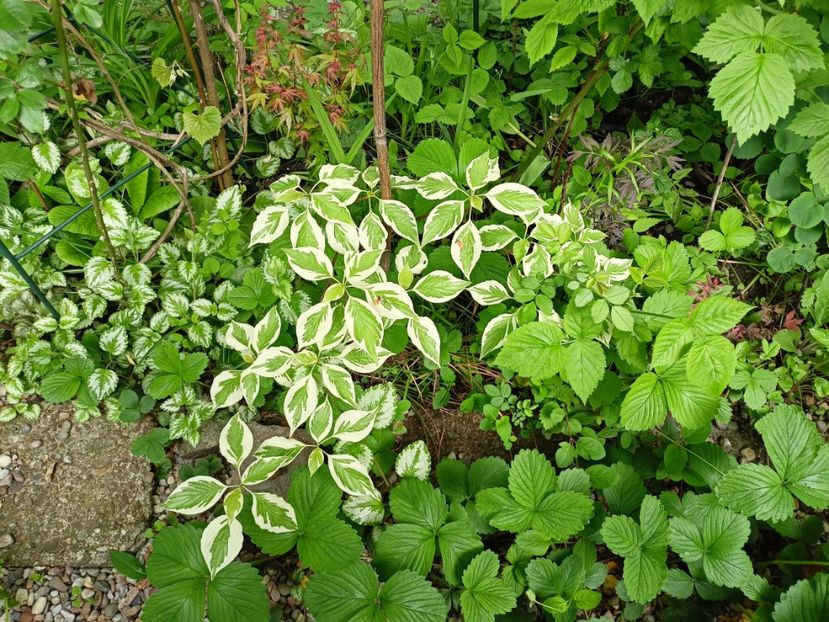 Cornus controversa variegata - Grădina 2024 continuare 1