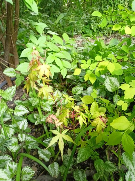 Katsura - Grădina 2024 continuare 1