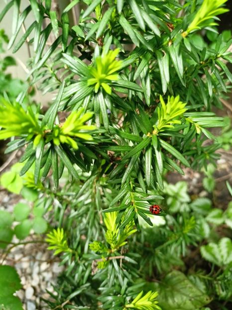 tisa, Taxus baccata - Grădina 2024 continuare 1