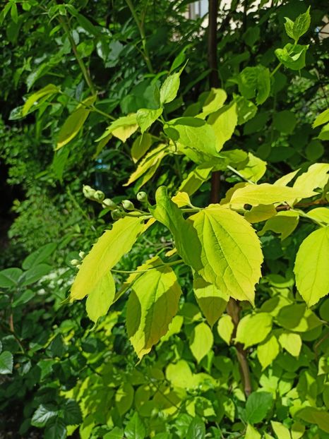 iasomie Aureum - Grădina 2024 continuare 1