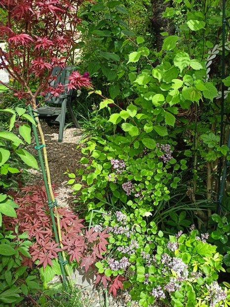  - Grădina 2024 continuare 1