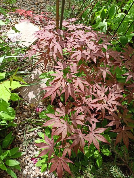 Atropurpureum - Grădina 2024 continuare 1