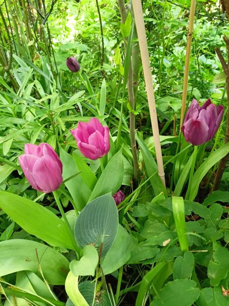  - Grădina 2024 continuare 1