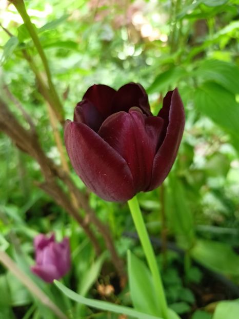  - Grădina 2024 continuare 1