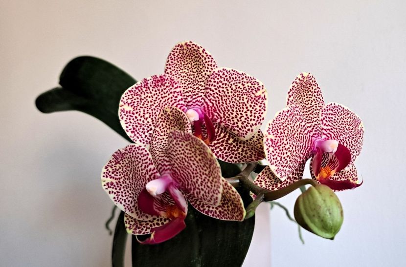  - Phalaenopsis 2