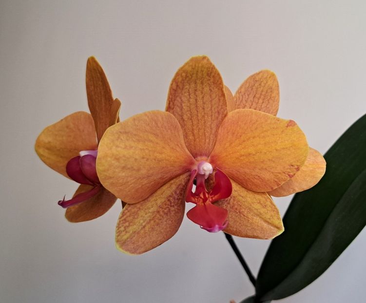  - Phalaenopsis 2