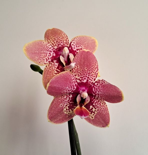  - Phalaenopsis 2