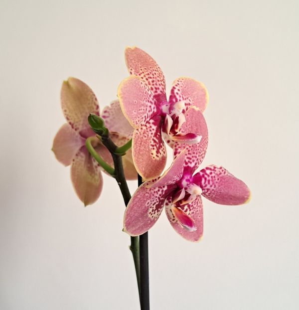  - Phalaenopsis 2