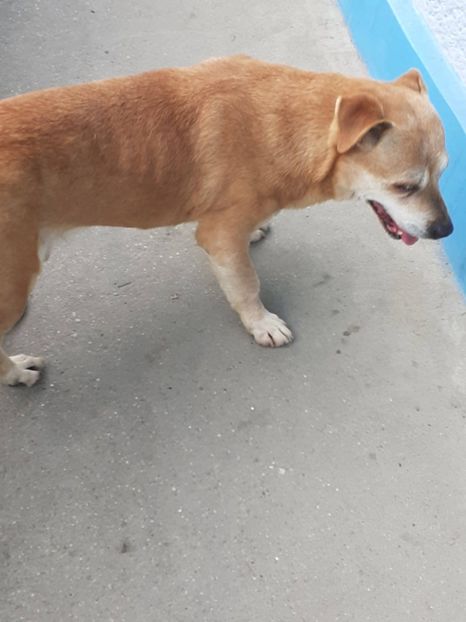 Moșu' Rex ❤️ 15 ani , împliniți și tot se ține bine ! - FEBRUARIE- MARTIE- APRILIE