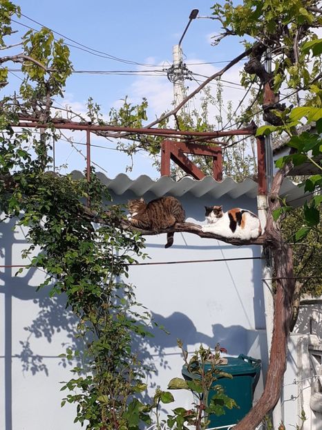  - FEBRUARIE- MARTIE- APRILIE