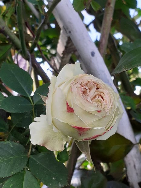  - FEBRUARIE- MARTIE- APRILIE