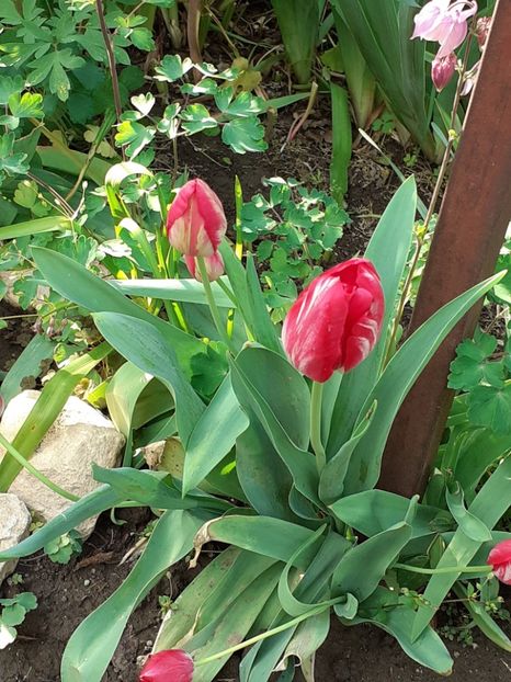  - FEBRUARIE- MARTIE- APRILIE