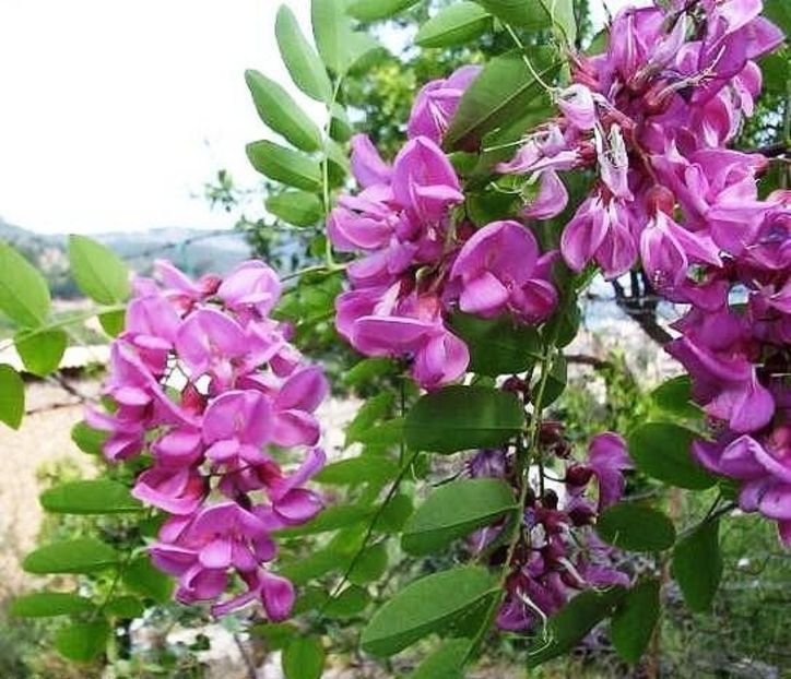 salcam roz vascosa 1m-30lei - aaPlante ornamentale disponibile
