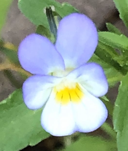 Field Pansy (2021, May 17) - Viola arvensis_Field Pansy